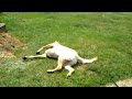 Moose vs The Sprinkler Moose vs The Sprinkler