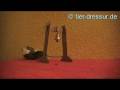 mouse clickertraining 3 mouse clickertraining 3
