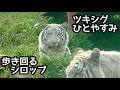 ひとやすみしている月と時雨　歩き回るシロップママ【伊豆アニマルキングダム】Tsuki Shigure Syrup Izu Animal Kingdom