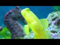 Saltwater Tank Saltwater Tank