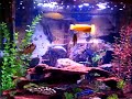my african cichlid tank
