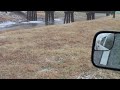 Falconry, Goshawk goes after a duck.mp4