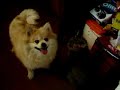 Cat+Dog 戏剧战斗
