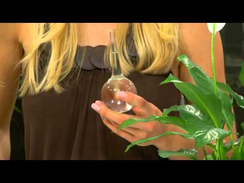 Royal Gardineer Mini-Bewässerungskugeln aus Glas 4er-Set