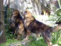 caucaso a difesa del territorio