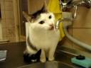 Thirsty cat