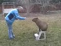 Caplin Rous Does Tricks Like an Elephant Caplin Rous Does Tricks Like an Elephant
