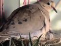 Doves