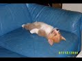cani e gatti