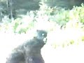 gorilla exits Jiggs, or: \"Birth of Truble\" gorilla exits Jiggs, or: \"Birth of Truble\"
