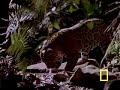 Jaguar Preying on young Crocodile.