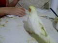 videos de Calopsita Jack Devorando a Papinha