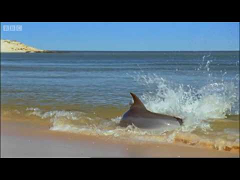 dolphin