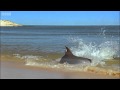 Hydroplaning Dolphins - Planet Earth - BBC