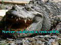Never Smile At A Crocodile
