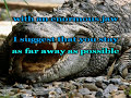 Never Smile at a Crocodile