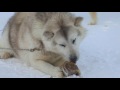 Ellesmere Island Expedition '08 - Feeding Dogs