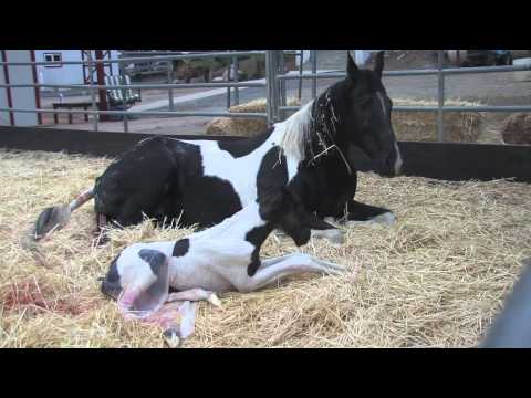 birth - APHA mare Pawnee Sox,