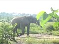 Elephant at a watering hole in Mole National Park, Ghana