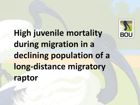 RSPB Steffen Oppel, High mortality during migrationin a migratory raptor, 2015