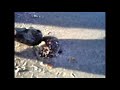 What is this on the beach?