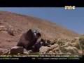 Sonraki : GULE  ERE NİNA       GIMGIM