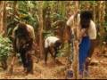 videos de Torres Strait Land Rights