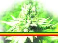 pitufoSelektah - Herb Smoker