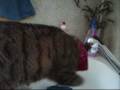 videos de agility cats lol