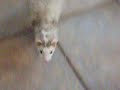 Pan & Draco 2