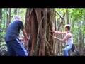 videos de Drum Nature-Greg Sheehan & Ben Walsh percussionists play strangler fig northern nsw