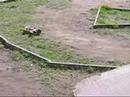 LRP Shark on Track