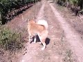 Walking with Akihito (Akita Inu)