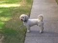 'dog on crack' part 1 by herpes boy