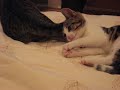 Kitten playing with mother\ Kitten playing with mother\