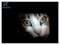 Wongmimi - Partycat