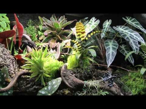 Paludarium Regenwald Terrarium Dendrobaten