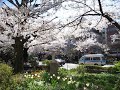 Cherry Blossom in Kunitachi Cherry Blossom in Kunitachi