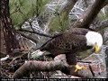 Bald Eagle Norfolk Virginia Mom eats huge fish whole AND....