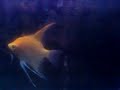 Amazon Fish