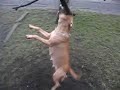 Jumping Amstaff
