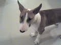 Bull terrier Babouch