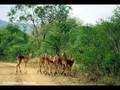 GRAND HOMMAGE A L' AFRIQUE