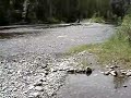 fisheries pool atnarko river near bella coola bc. there are fish here. we caught about 4 good size on a fly that looks like a mosquito