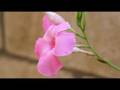 Nikon D90 HD Video