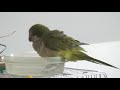 Love bird and quaker parrot taking a bath