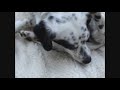 Talking Dog gone crazy?! Funny shizney Talking Dog gone crazy?! Funny shizney