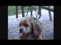 Talking Dog gone crazy?! Funny shizney Talking Dog gone crazy?! Funny shizney