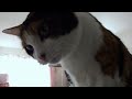 猫のあご枕 HD - Cat enjoyed new pillow and sound.