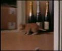 Gatti Cuccioli 2